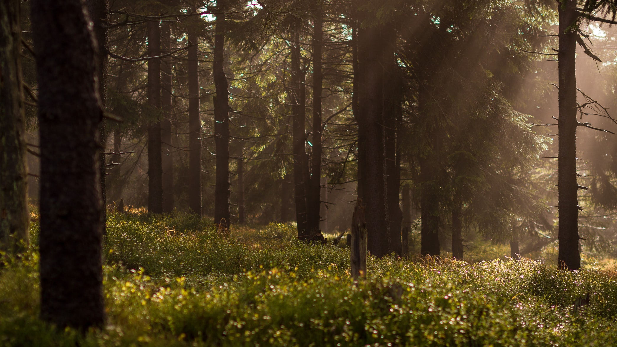 forest sunlight